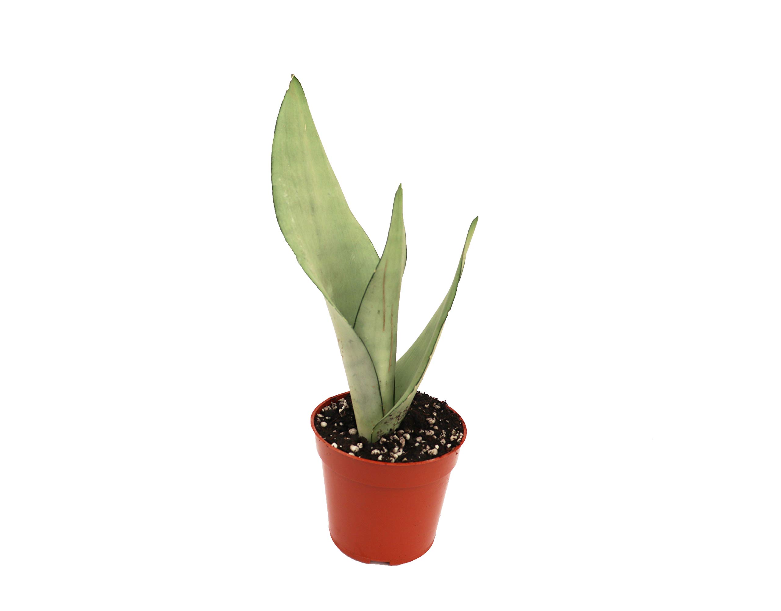 Amazon.com : Sansevieria Moonshine (Trifasciata) - 4'' from